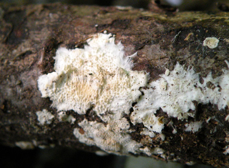 Questa  difficile... (Steccherinum sp.)